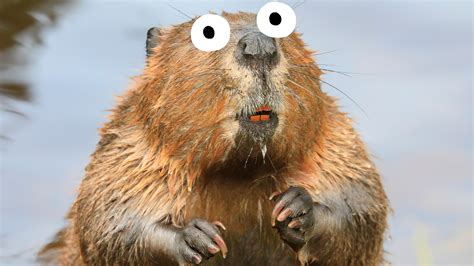 15 Interesting Beaver Facts You Need to Know | Beano