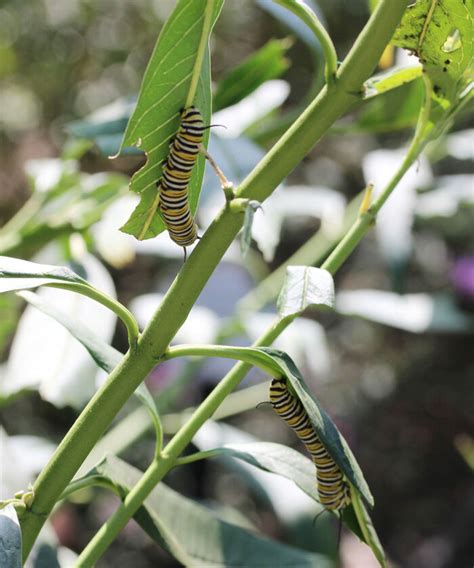 4 Must-Have Butterfly Host Plants to Support Biodiversity - Fine Gardening