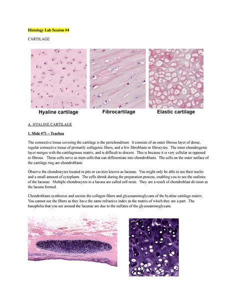 Histology Lab Session 4 - HYALINE CARTILAGE 1. Slide #71 – Trachea The ...