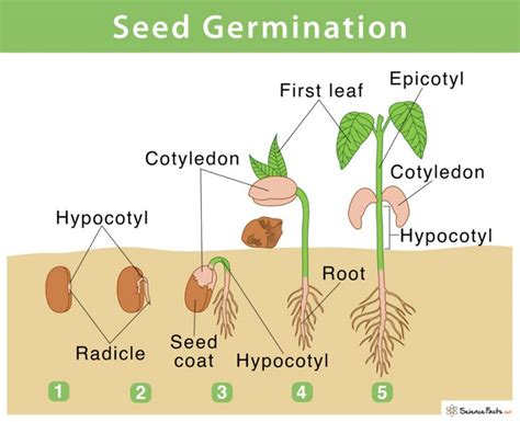 Seed Germination: Definition, Steps, & Factors Affecting Them