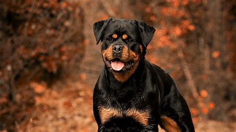 Rottweiler Dog Wallpapers - Wallpaper Cave