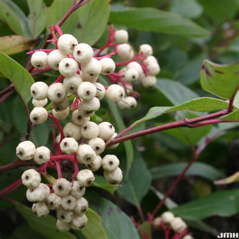 Red-osier dogwood | The Morton Arboretum