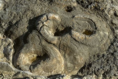 Fossil forest, Lulworth Cove, Dorset, UK - Stock Image - C051/2460 ...