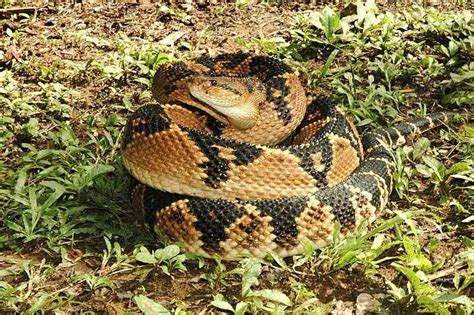 Fun Bushmaster Snake Facts For Kids | Kidadl