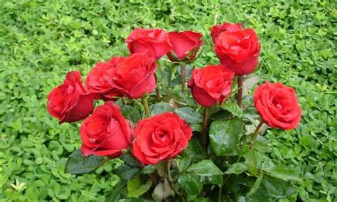 Top Rose Gardens of India to Admire the Rose Flowers