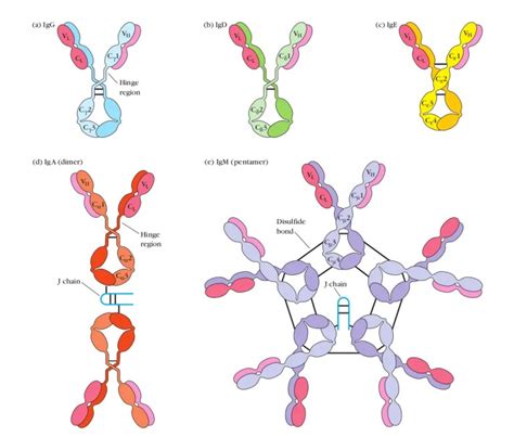 Immunoglobulins (Antibodies) Structure and Classes • Microbe Online