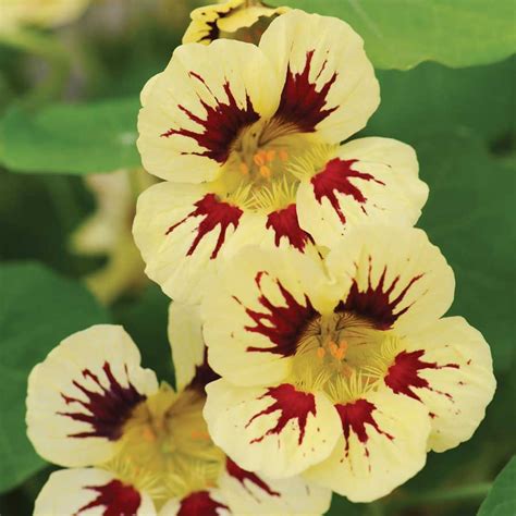 Nasturtium Cream Troika - Seminte de Flori Profesionale