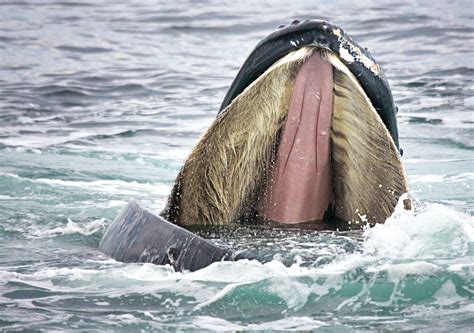 A whale's tale: the story hidden in their mouths | UNSW Newsroom