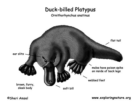 Duck Billed Platypus Life Cycle