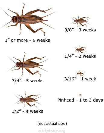 Cricket Life Cycle Diagram