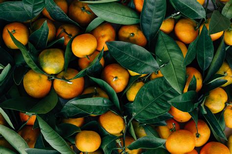 Brunch of oranges, Mandarins, Fruits, Citrus HD wallpaper | Wallpaper Flare