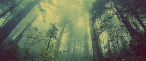 Fog of War - 21:9 Ultrawide HD Wallpaper (3440x1440) New 4k Wallpaper ...