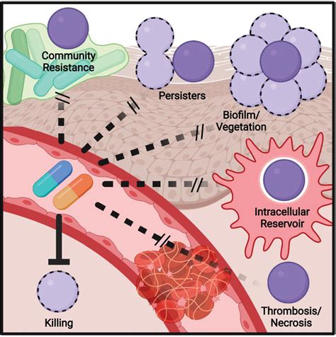 Frontiers | Antibiotic Treatment, Mechanisms for Failure, and ...