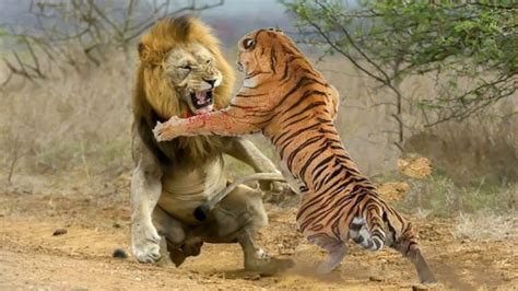 Fight between Mammals: Who would Win? - Animal Hype