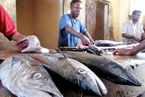 Fishery in Somalia | SATG | Somali Agriculture Technical Group