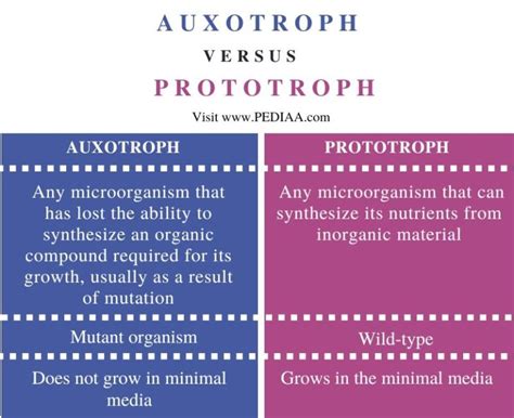 What is the Difference Between Auxotroph and Prototroph - Pediaa.Com