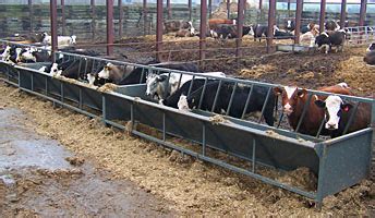 Penderfeed Livestock Equipment, Duns, Scottish Borders: Cattle Feeding ...