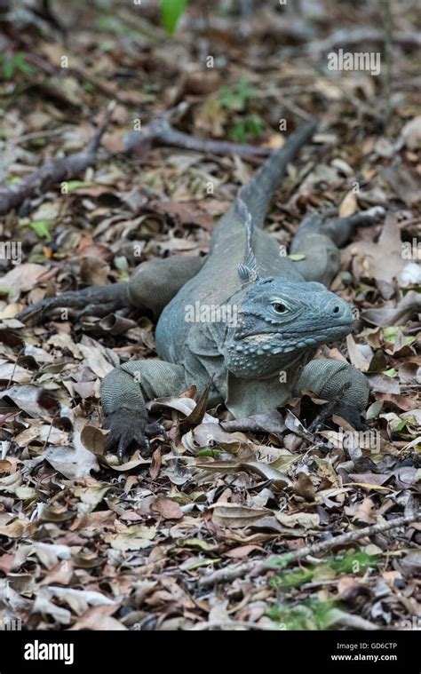 Blue Iguana, Grand Cayman Stock Photo - Alamy