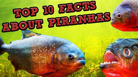 Top 10 Facts About Piranhas - YouTube