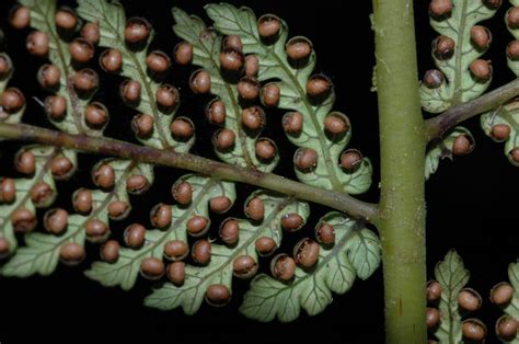 Dicksonia sellowiana (Dicksoniaceae) image 14570 at