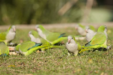 Monk-Parakeet-Quaker-Parrot-Natural-Habitat - Parrot Essentials