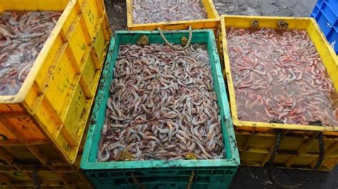 Making 60 Lakh Per Year from Prawn/Shrimp Farming - A Success Story of ...