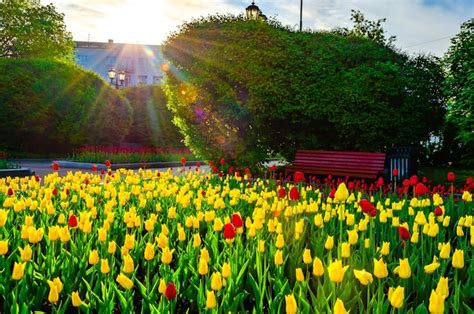 Premium Photo | A field of tulips with the sun shining on the right side.