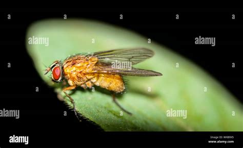 Warble fly hi-res stock photography and images - Alamy