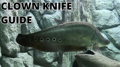 Clown Knife Fish - Care Guide - YouTube