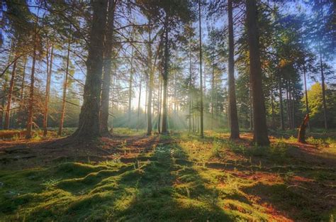 New Forest Day Trip: London to the New Forest, England