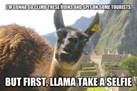 10+ Hilarious Llama Memes That’ll Make Your Day! in 2020 (With images ...