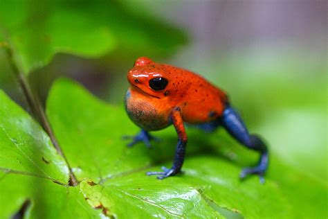 Pink Poisonous Frogs