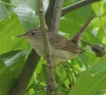 Detailed Guide: House Wren Nesting Habits, Diet, Breeding Season