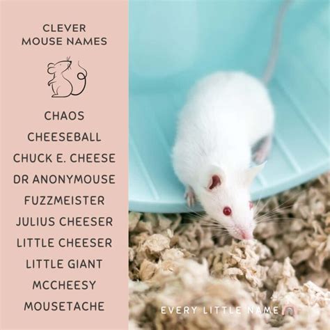 210+ Best Mouse Names (Cute, Clever, and Funny) - Every Little Name