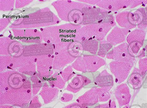 Skeletal Muscle Fiber Labeled Google Search Skeletal Muscle Anatomy