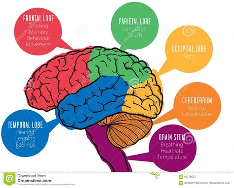 Stock Image: Human brain's functions. Image: 62110031 | Brain lobes and ...