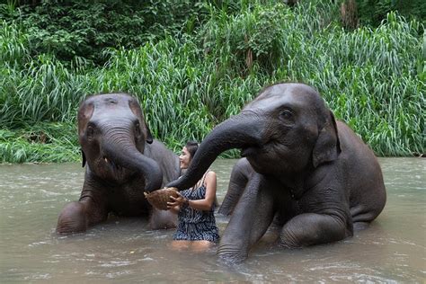 CHIANG MAI ELEPHANT FRIENDS (Mae Wang) - 2022 Qué saber antes de ir ...