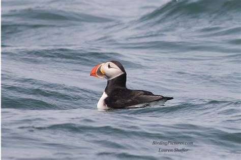 Machias seal island puffin tours - tiklokeys