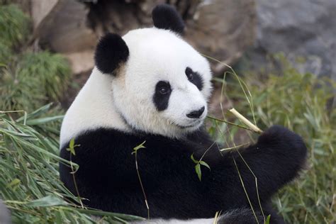 Giant Panda Breeding Update - Adelaide Zoo