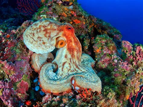 Octopus Vulgaris Habitat