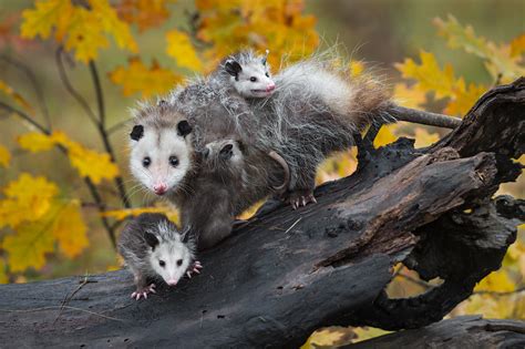 American Opossum Vs Australian Possum