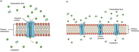 The Cell Membrane | Anatomy and Physiology I