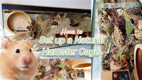 How to Set up a Natural Hamster Cage - Upgrading HAMSTER's German ...