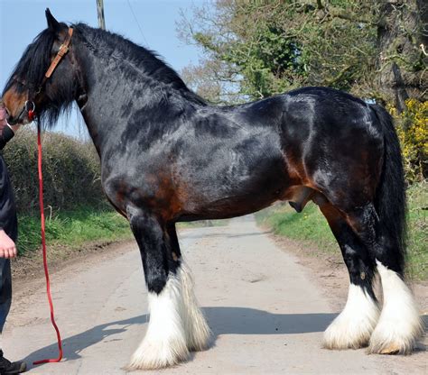 Beautiful seal brown Shire draft horse Rare Horses, Big Horses, Horses ...