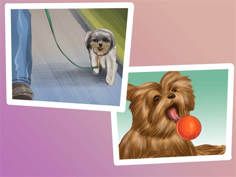 How to Care for a Yorkie (with Pictures) - wikiHow