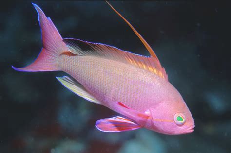 Pseudanthias squamipinnis