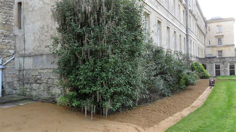 Worcester College Gardeners 2009-2018: A New Hoggin Path In The Fellow ...