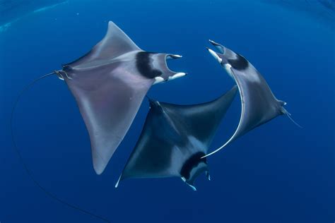 Seventh Annual Ocean Art Underwater Photo Contest Winners Announced ...