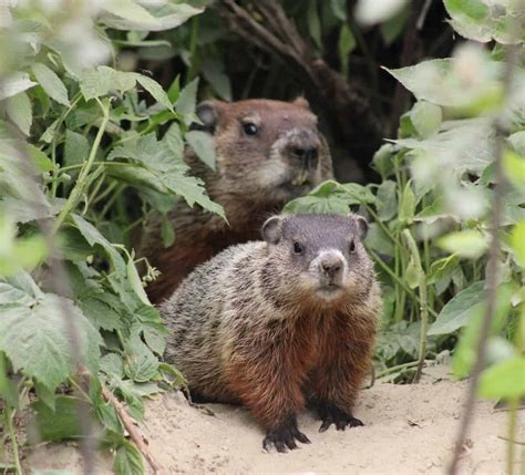 Exploring the World of Groundhog Reproduction: How They Mate, Give ...