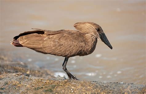 Birding Okavango Delta – Birds of Okavango Delta